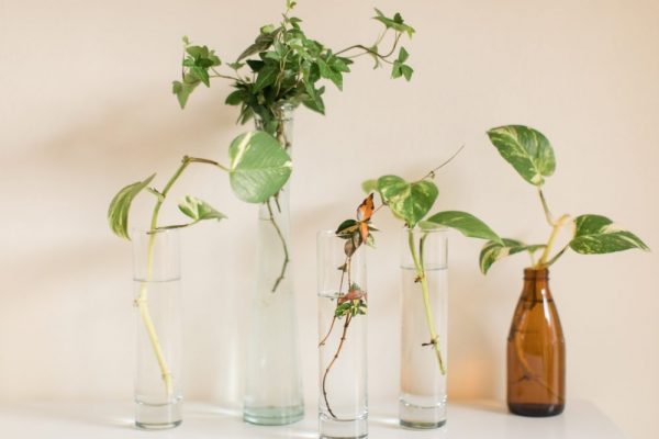 plantas aquáticas